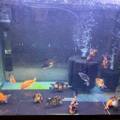 変わりキャリコ流金の画像