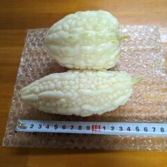 9/4収穫.ゴーヤ2個セットの画像