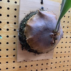 ビカクシダ　ビブルカツムの画像