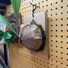 ビカクシダ　ビブルカツムの画像