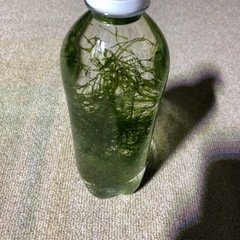 南米ウィローモスの画像