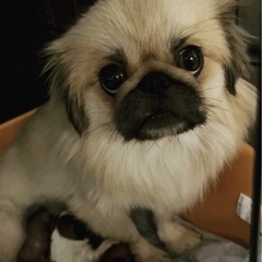 ペキニーズのファービーちゃん🥰