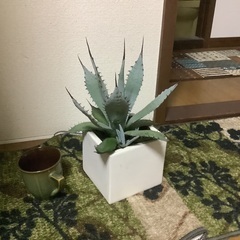 アガベ　陶器カバー入の画像