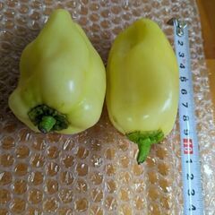 9/4収穫.ピーマン2個の画像