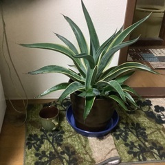 アガベ　ベネズエラの画像