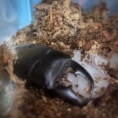 クワガタ生体余品販売の画像