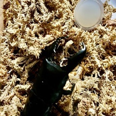 クワガタ生体余品販売の画像