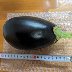 9/4収穫.なすの画像