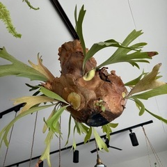 観葉植物の画像