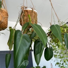 観葉植物の画像
