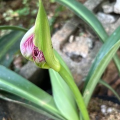 アマリリス❓ピンクのストライプの画像
