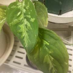 観葉植物　アグラネオマ　ピクトゥム　お引き取り希望の画像