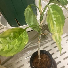 観葉植物　アグラネオマ　ピクトゥム　お引き取り希望の画像