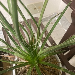 観葉植物　アガベ　お引き取り希望の画像