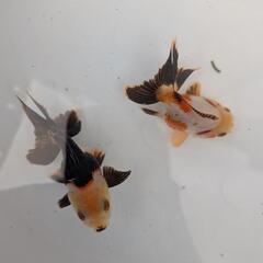 金魚　パンダオランダの画像