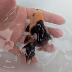 金魚　パンダオランダの画像