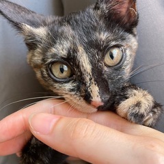サビ柄 メス♀ 生後３ヶ月程度