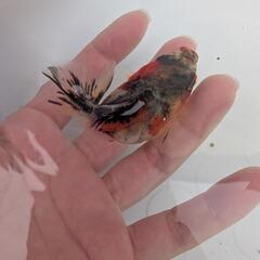 キャリコオランダ　金魚の画像
