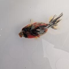 キャリコオランダ　金魚の画像