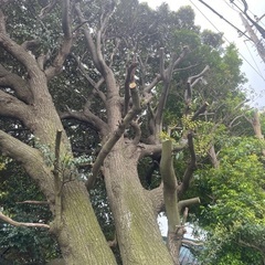 特殊伐採　※台風などの緊急対応可能 - 地元のお店