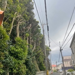 特殊伐採　※台風などの緊急対応可能 - 剪定/造園