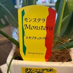 【観葉植物】【モンステラ】※全長約70cm※【管理番号10409】町の画像