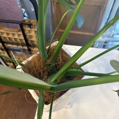 【観葉植物】【モンステラ】※全長約70cm※【管理番号10409】町の画像