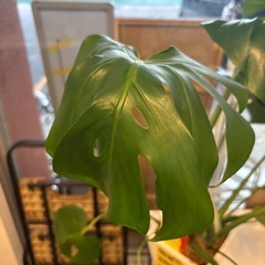 【観葉植物】【モンステラ】※全長約70cm※【管理番号10409】町の画像