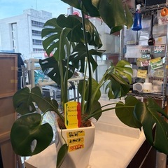 【観葉植物】【モンステラ】※全長約70cm※【管理番号10409】町の画像