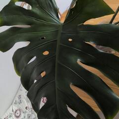 モンステラ🌿根出し1株売りの画像