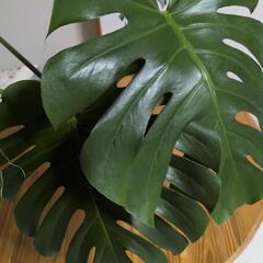 モンステラ🌿根出し1株売りの画像