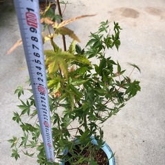 元気なもみじ　 山紅葉　庭木　　観葉植物　の画像