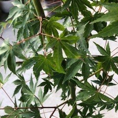元気なもみじ　 山紅葉　庭木　　観葉植物　の画像