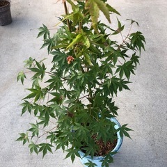 元気なもみじ　 山紅葉　庭木　　観葉植物　の画像