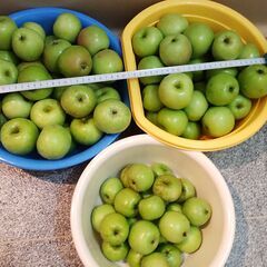 摘果りんご 1kg 300円の画像