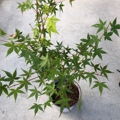 元気なもみじ　 山紅葉　庭木　観葉植物の画像