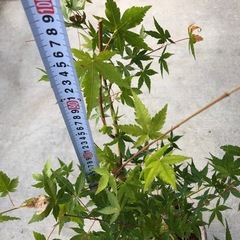 元気なもみじ　 山紅葉　庭木　観葉植物の画像