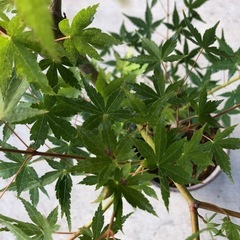 元気なもみじ　 山紅葉　庭木　観葉植物の画像