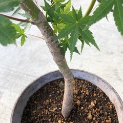 元気なもみじ　 山紅葉　庭木　観葉植物の画像