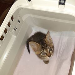 生後１ヶ月半の子猫　田んぼで保護され保護先の飼育環境が酷く保護し...
