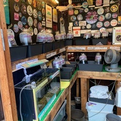 【五桜メダカ】 9月5日　横須賀めだか無人販売