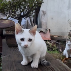 里親募集中　新潟県長岡市