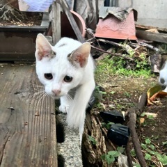 里親募集中　新潟県長岡市 - 長岡市