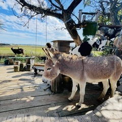 名古屋や三重で遊んだり通話できるお友達🌿 - メンバー募集