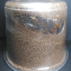 【♀単品：来期用】DV産ウエストウッディ原名亜種の画像