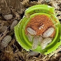 マジックポーション ダンゴムシ 30匹の画像