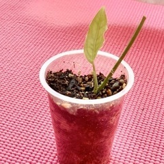モンステラ　オブリクア　ペルー　観葉植物の画像