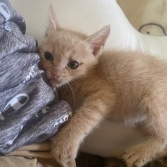 母猫が亡くなったため