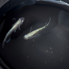 現物✨朱光菊【メダカ】1ペアの画像