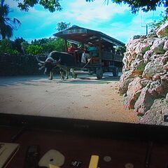 ＤＶＤ，夏川りみ、琉球の風の画像